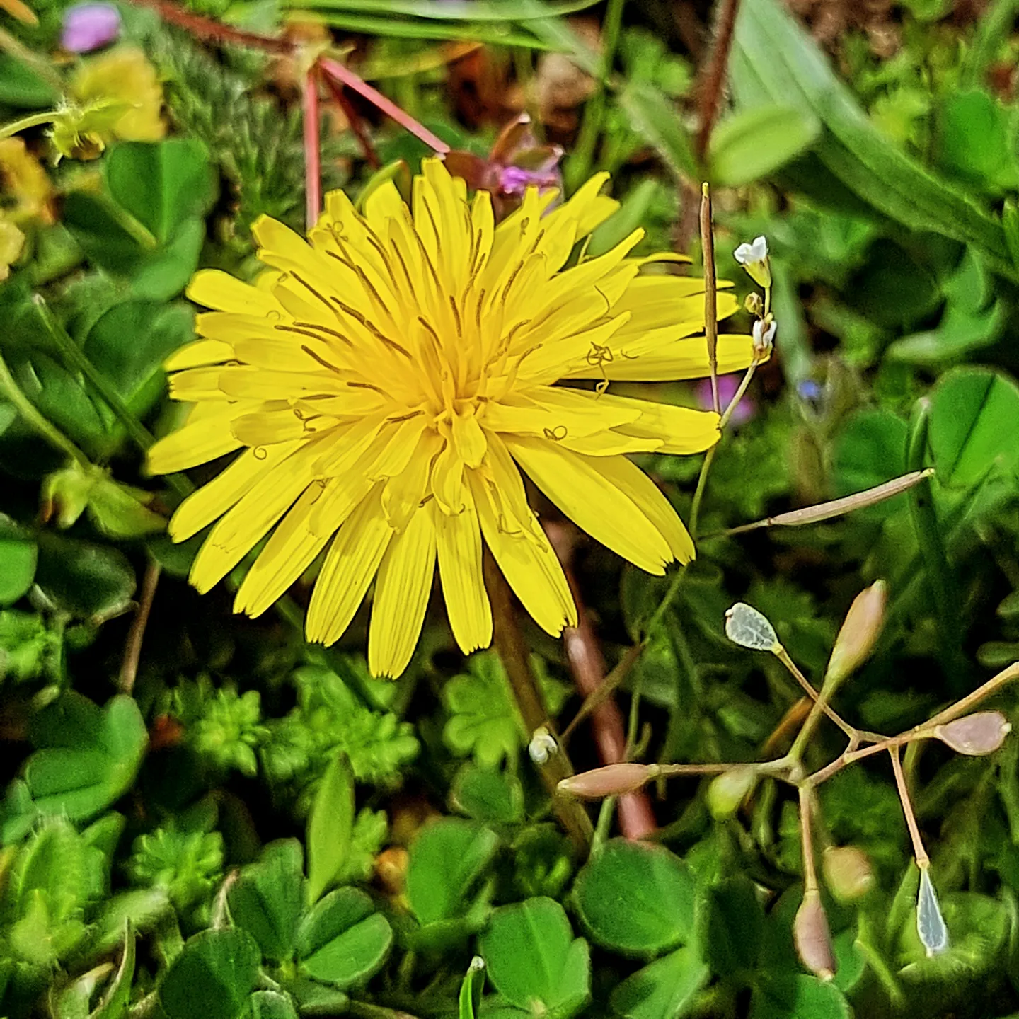 fleur